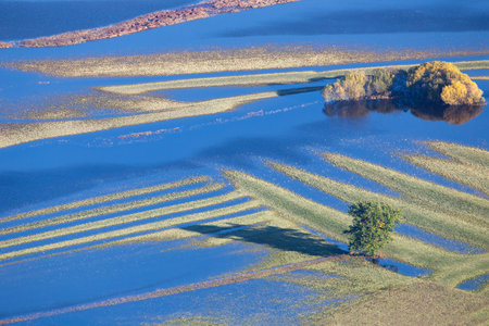 Flood in Autumn - Flooded fields with Trees of Planinsko polje, Sloveniaの写真素材