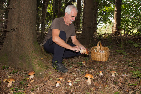 Porcini mushrooms (boletus edulis) - Man picking edible mushroom in forestの写真素材