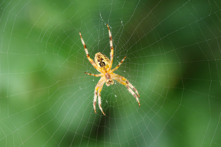 Spider in the forest on a thin spider web. Macro photography, shallow depth of field.