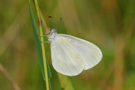 Wood White - Leptidea sinapis on a grass plant in nature. Close-up photography.の写真素材