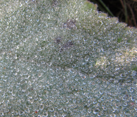 A beautiful macro photo of a green leaf with natural raindrops on it. Image has a lot of detail (you...