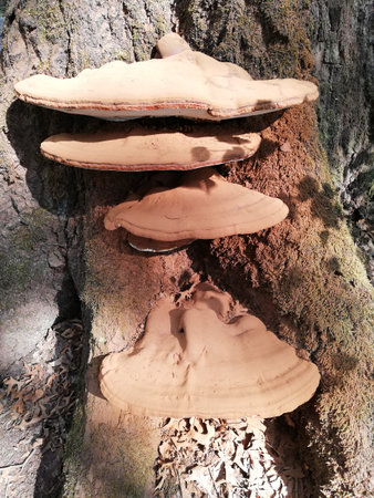 mushrooms or fungus on a tree