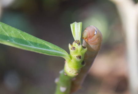 caterpillar eating green leafの写真素材