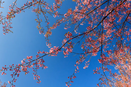 Wild Himalayan Cherry flower(Thailand sakura or Prunus cerasoides) at Phu Lom Lo mountain, Loei ,...