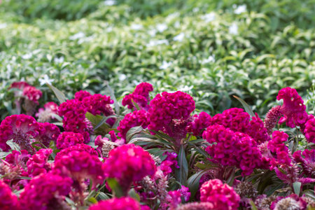 Pink flowers and green leaves background with shallow depth of field.の写真素材