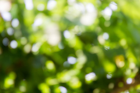 Natural green blurred and bokeh background,Abstract backgrounds.の写真素材