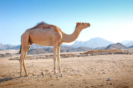 Camel in the desertの写真素材