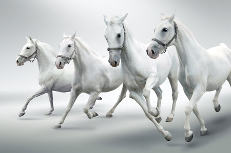 White horses の写真素材