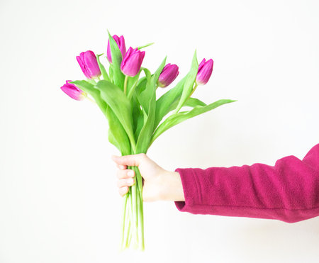 Female hand holding a bouquet of magenta tulip flowers on the white background. Happy holiday.の写真素材