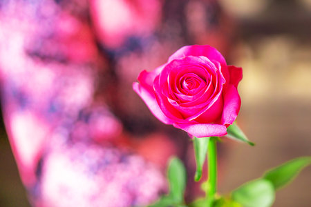 A little girl holding a rose flower. Childhood and people concept. Happy mothers day.
