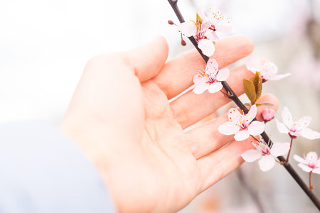 Female hand touching branch of pink blossoming fruit tree. Close up of spring cherry twig in a hand.の写真素材