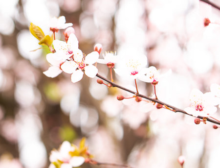 Selective focus of beautiful branches with pink cherry blossom. Spring background of pink flowers.の写真素材