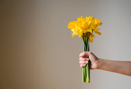 Bouquet of yellow daffodils flowers or narcissus in the female hand on a grey background.の写真素材