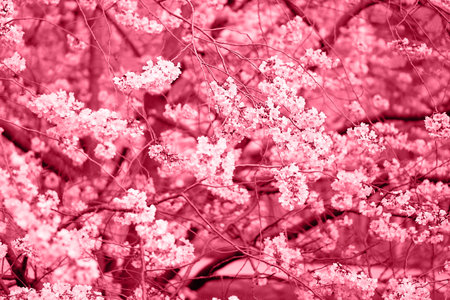 Viva Magenta - trendy color of the year 2023. Blossoming cherry tree.