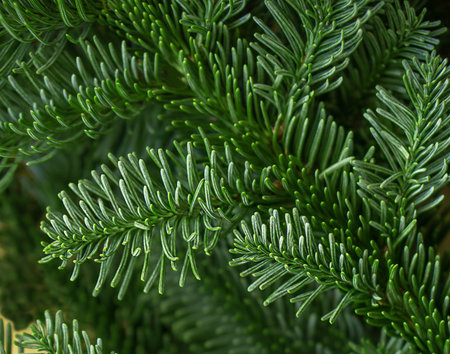 Background of green Christmas tree branches.