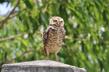 Beautiful owlの写真素材
