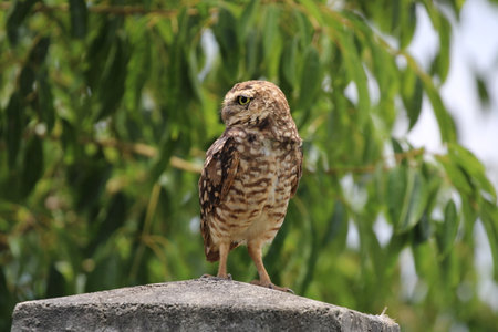 Beautiful owlの写真素材