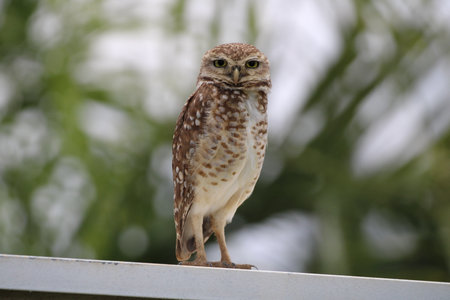 Beautiful owlの写真素材