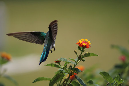Beautiful hummingbirdの写真素材