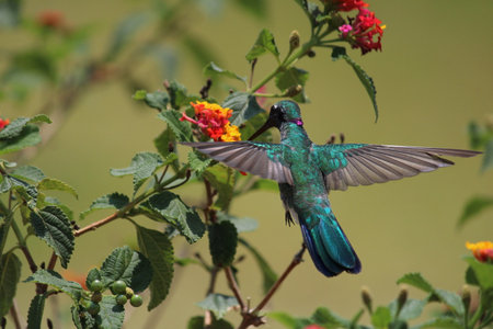 Beautiful hummingbirdの写真素材