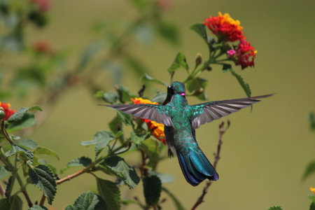 Beautiful hummingbirdの写真素材