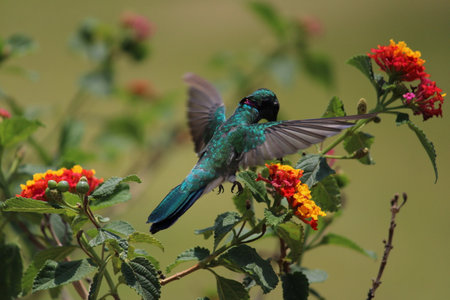 Beautiful hummingbirdの写真素材