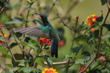 Beautiful hummingbirdの写真素材