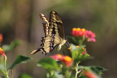 Colored butterflyの写真素材