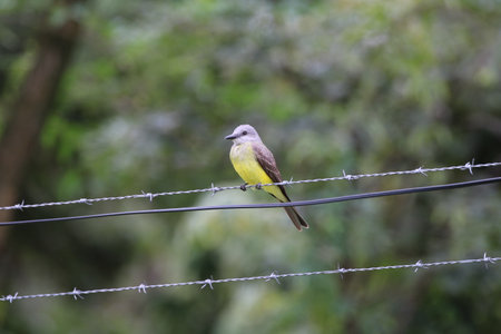 Beautiful birdの写真素材