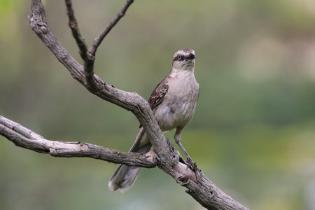 Beautiful birdの写真素材