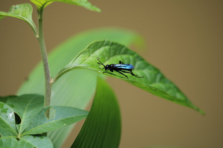 Insect on a leaf