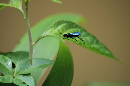 Insect on a leafの写真素材