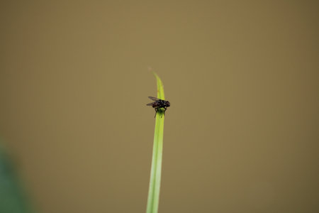 Insect on a leafの写真素材