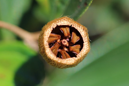 Beautiful plant