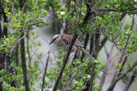 Beautiful birdの写真素材
