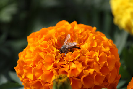 Bee on a flowerの写真素材