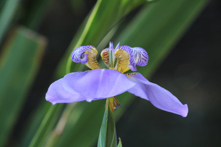 Beautiful flowerの写真素材