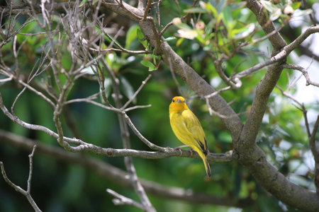 Beautiful birdの写真素材