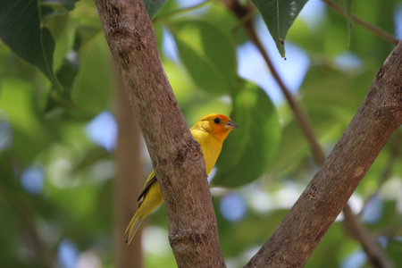 Cute yellow birdの写真素材