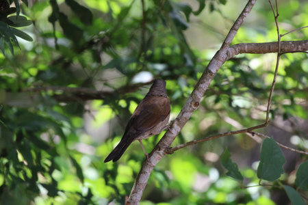 Beautiful birdの写真素材