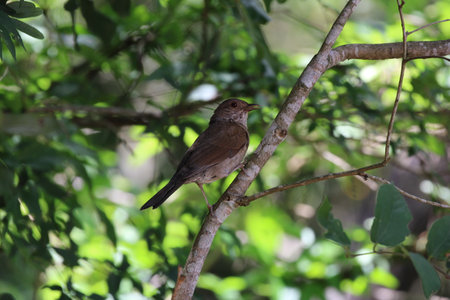 Beautiful birdの写真素材