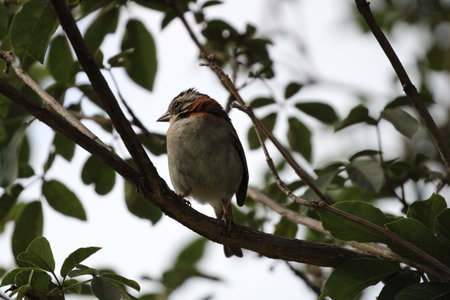 Beautiful birdの写真素材