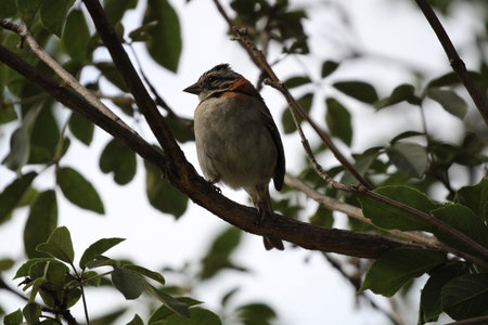 Beautiful birdの写真素材