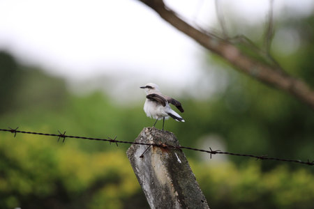 Beautiful birdの写真素材