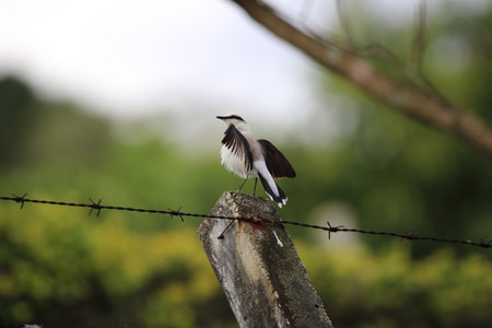 Beautiful bird