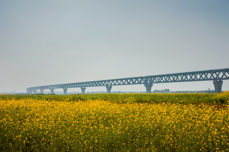 A beautiful landscape of mustard field with one of the largest project of Bangladesh named The padma bridge.のeditorial素材