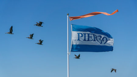 San Francisco, USA - August 2019: Pelicans flying by Pier 39 Flag on a summer dayのeditorial素材