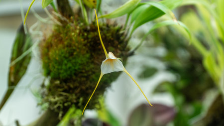 San Francisco, USA - August 2019: Domes of Conservatory of Flowers, a botanical garden in Golden Gate Parkのeditorial素材