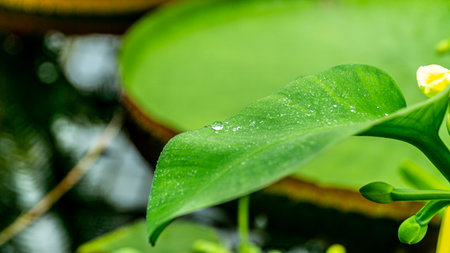 San Francisco, USA - August 2019: Close up of a leaf with water drops after the rain