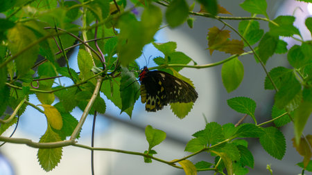 San Francisco, USA - August 2019: Close up of a butterfly among green leaves of a plantの写真素材